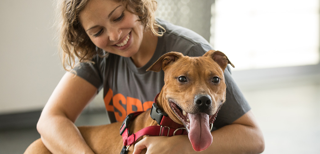 Understanding Pets
